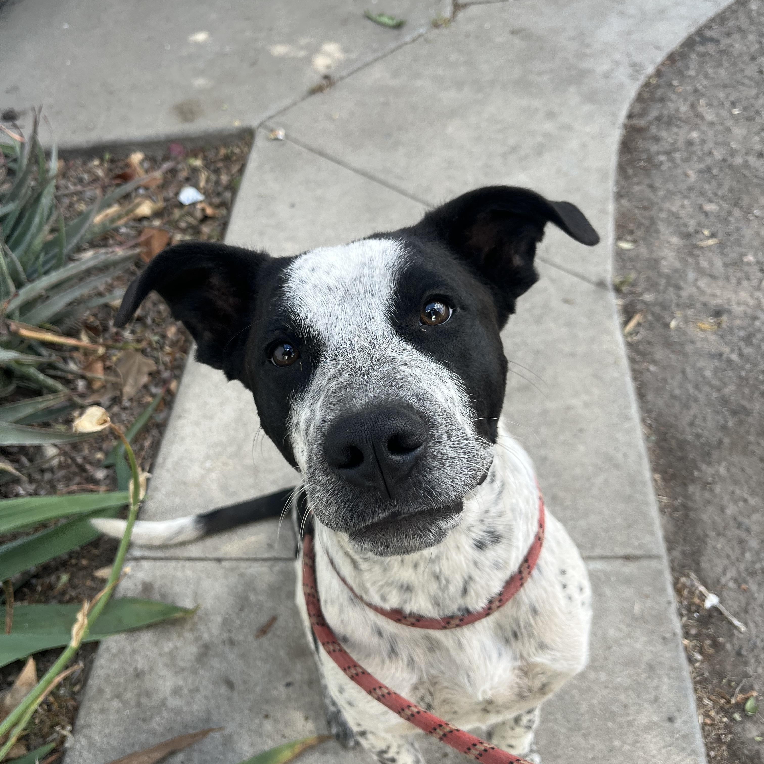 Sparkle, Adoptable, Young Female Great Dane & Australian Cattle Dog / Blue Heeler.