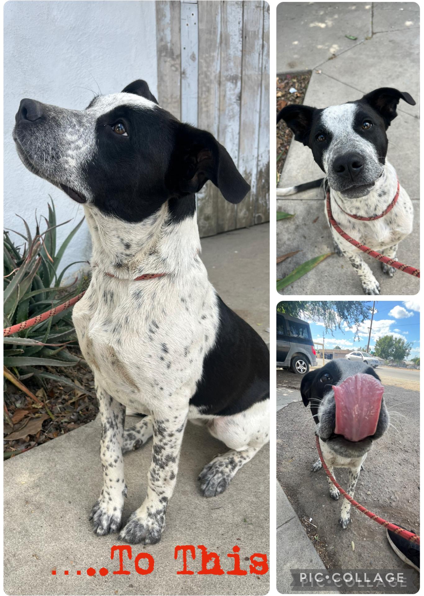 Enlarge Sparkle, a Adoptable mixed breed in Bakersfield, CA image 2/4