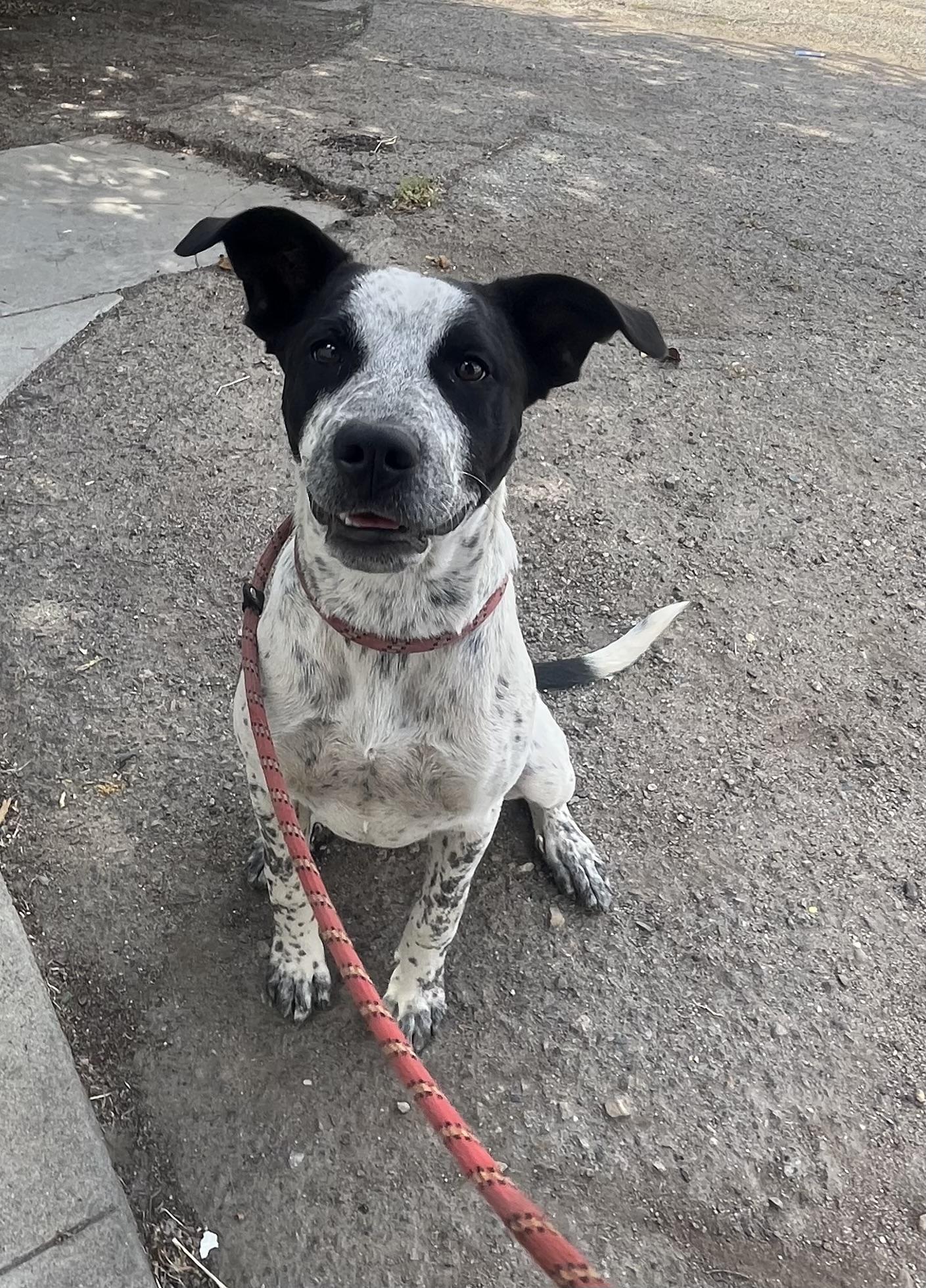 Enlarge Sparkle, a Adoptable mixed breed in Bakersfield, CA image 3/4