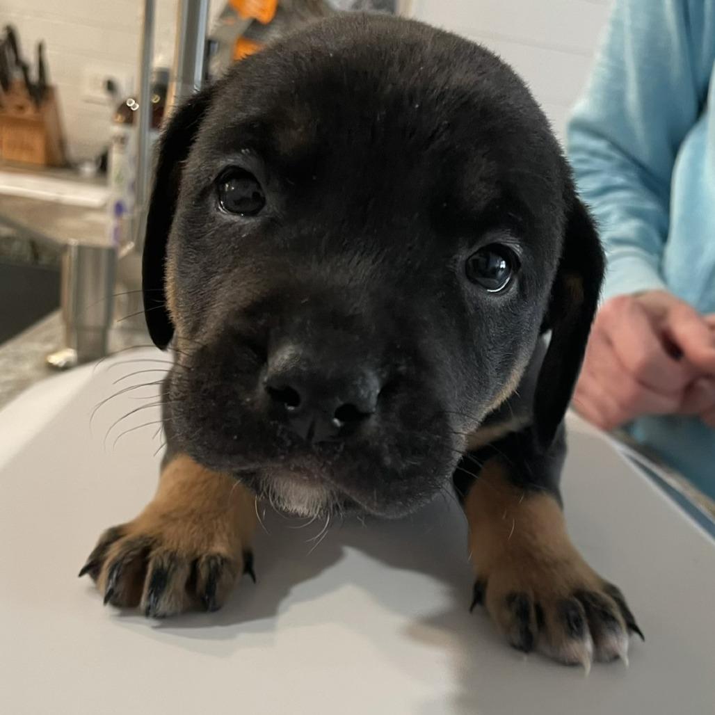 Gonzo, Adoptable, Puppy Male Terrier & Mixed Breed.