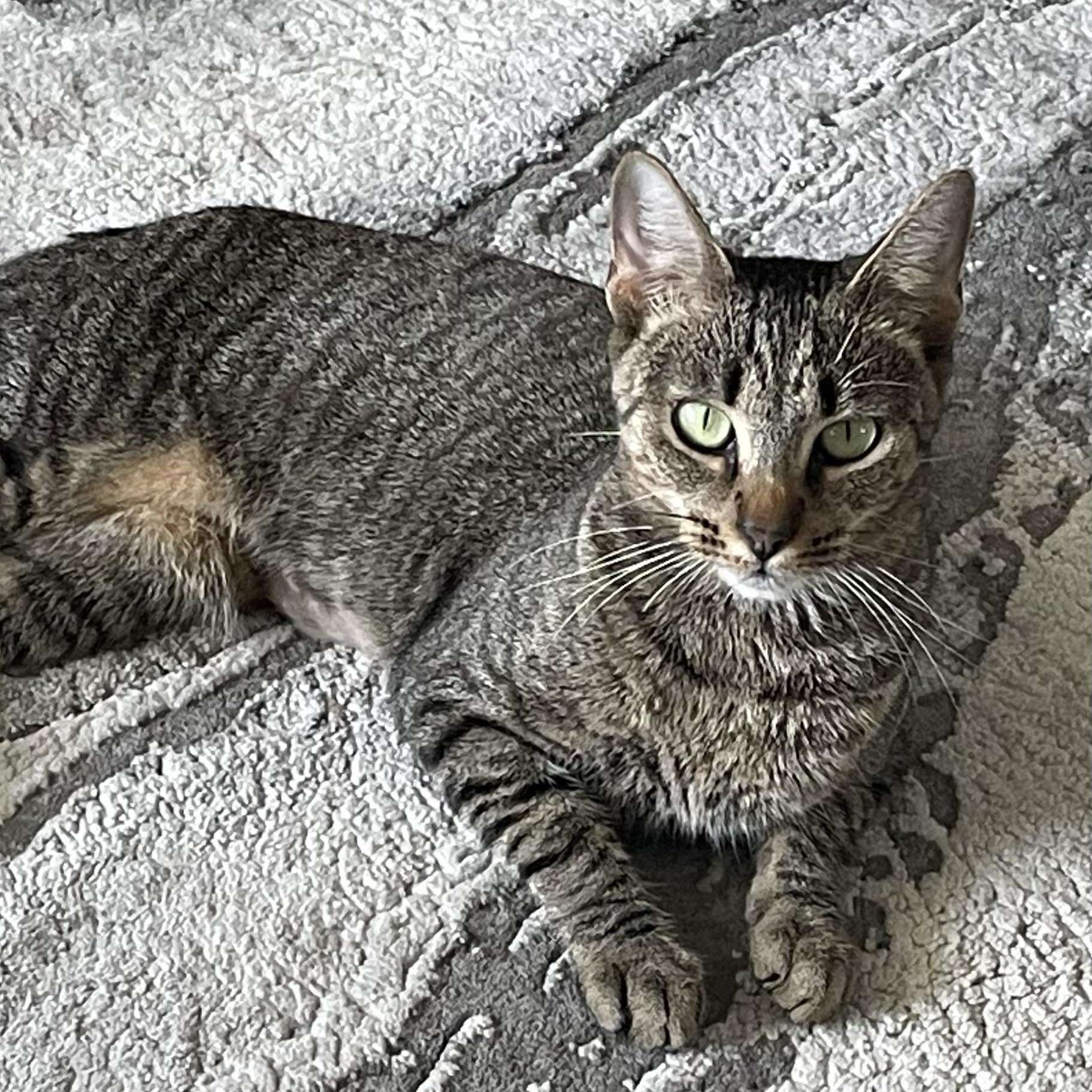 Enlarge Chloe, a Adoptable Domestic Short Hair in Bonita Springs, FL image 1/2