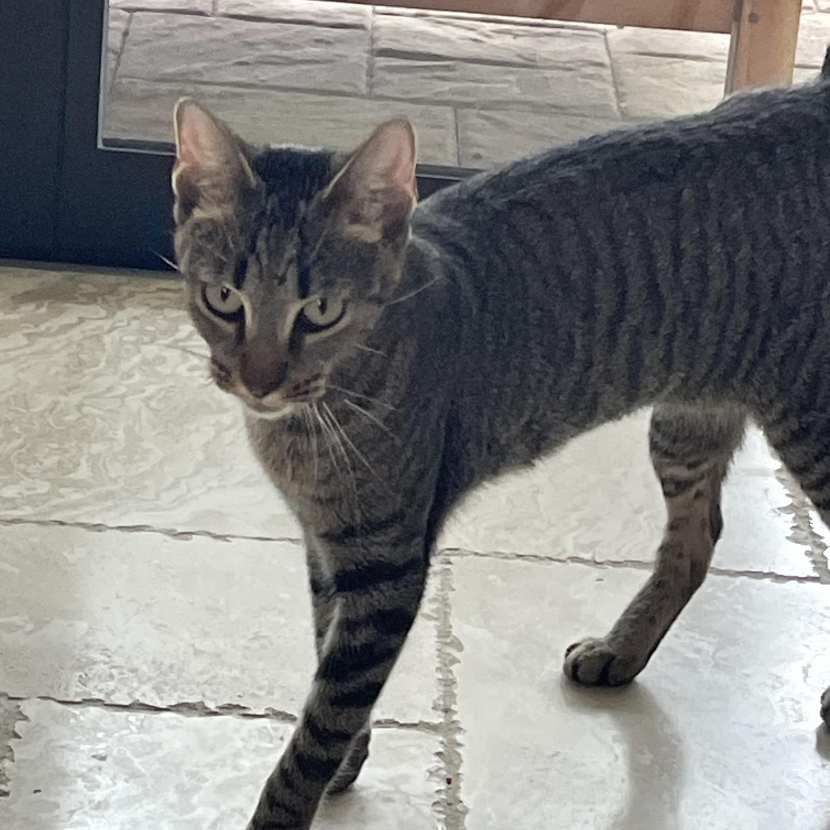 Enlarge Chloe, a Adoptable Domestic Short Hair in Bonita Springs, FL image 2/2