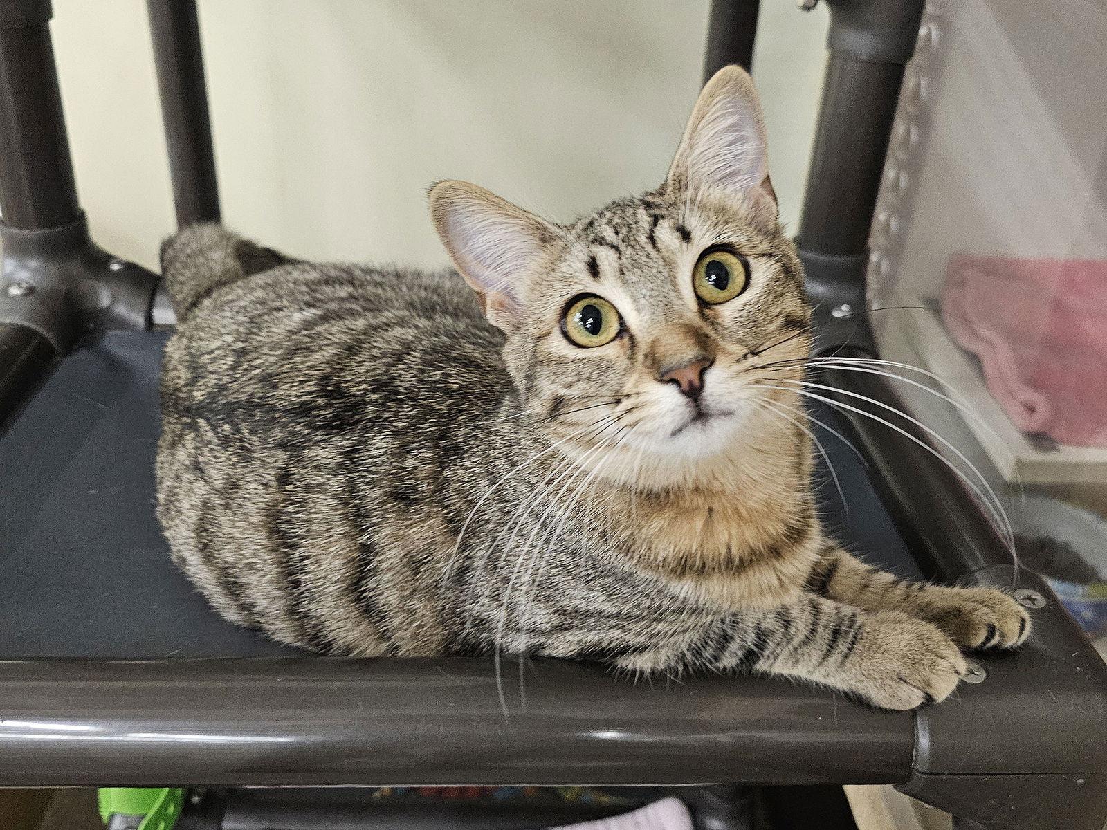 Ciabatta, Adoptable, Kitten Female Domestic Short Hair.