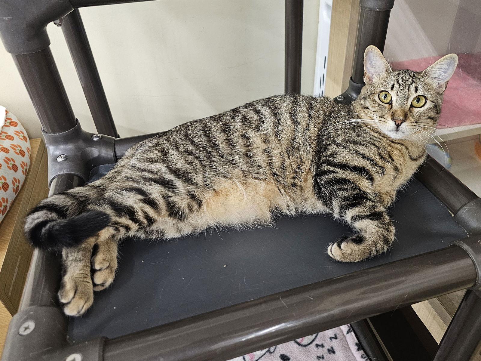 Ciabatta, a Adoptable Domestic Short Hair in Mission Viejo, CA image 2/3