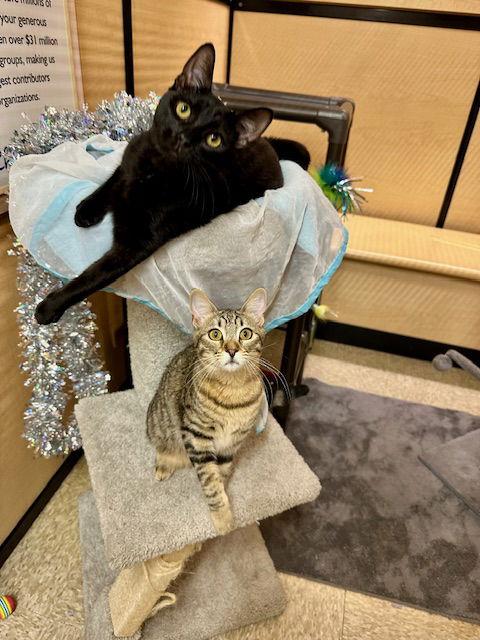 Enlarge Ciabatta, a Adoptable Domestic Short Hair in Mission Viejo, CA image 1/3