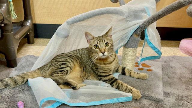 Enlarge Ciabatta, a Adoptable Domestic Short Hair in Mission Viejo, CA image 3/3