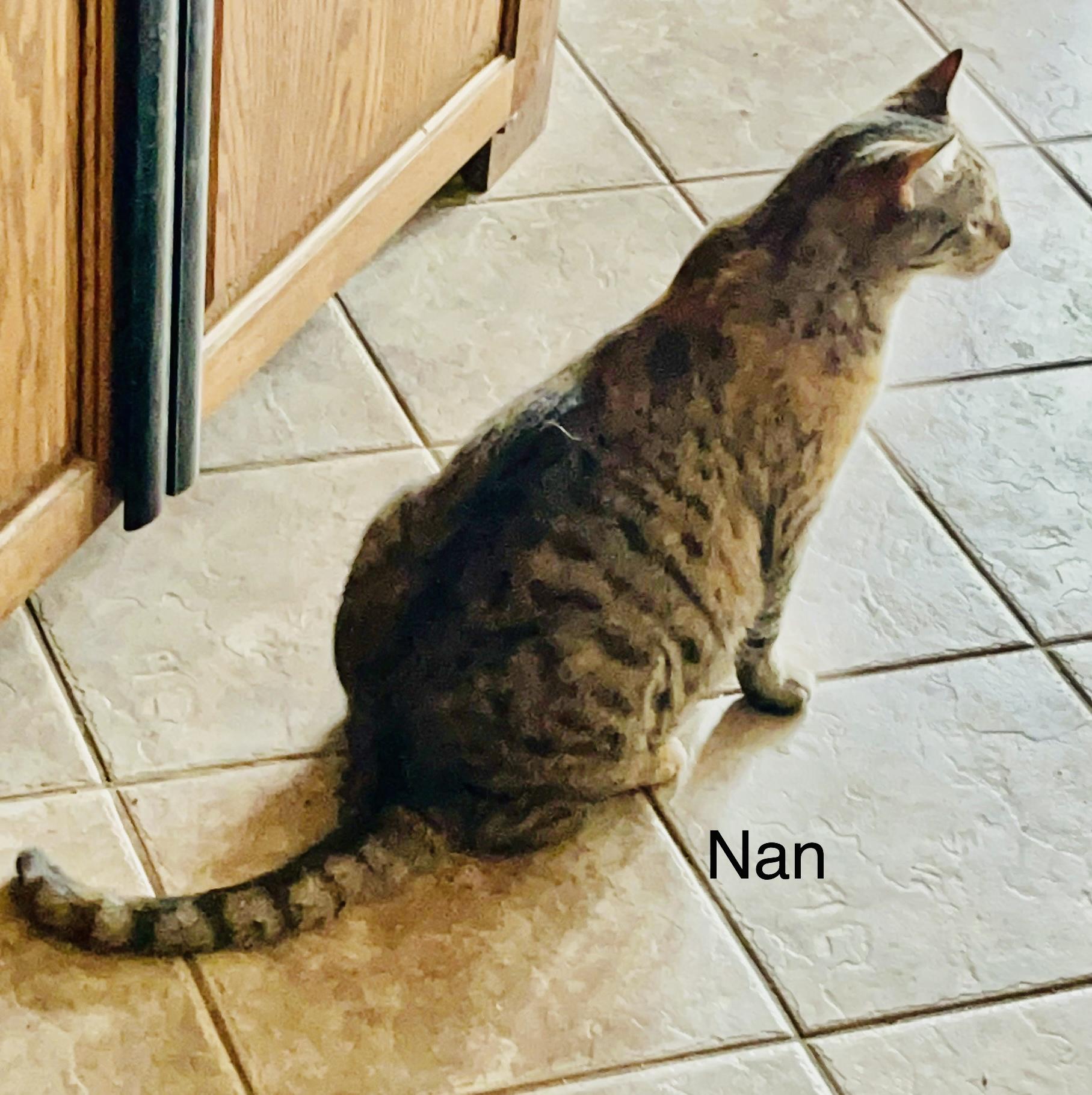 Enlarge Nan, a Adoptable mixed breed in Moreno Valley, CA image 2/4