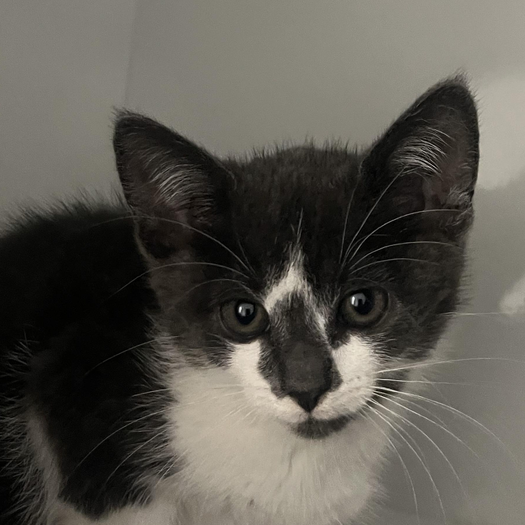 Pikachu, adopted, Kitten Female Domestic Short Hair.