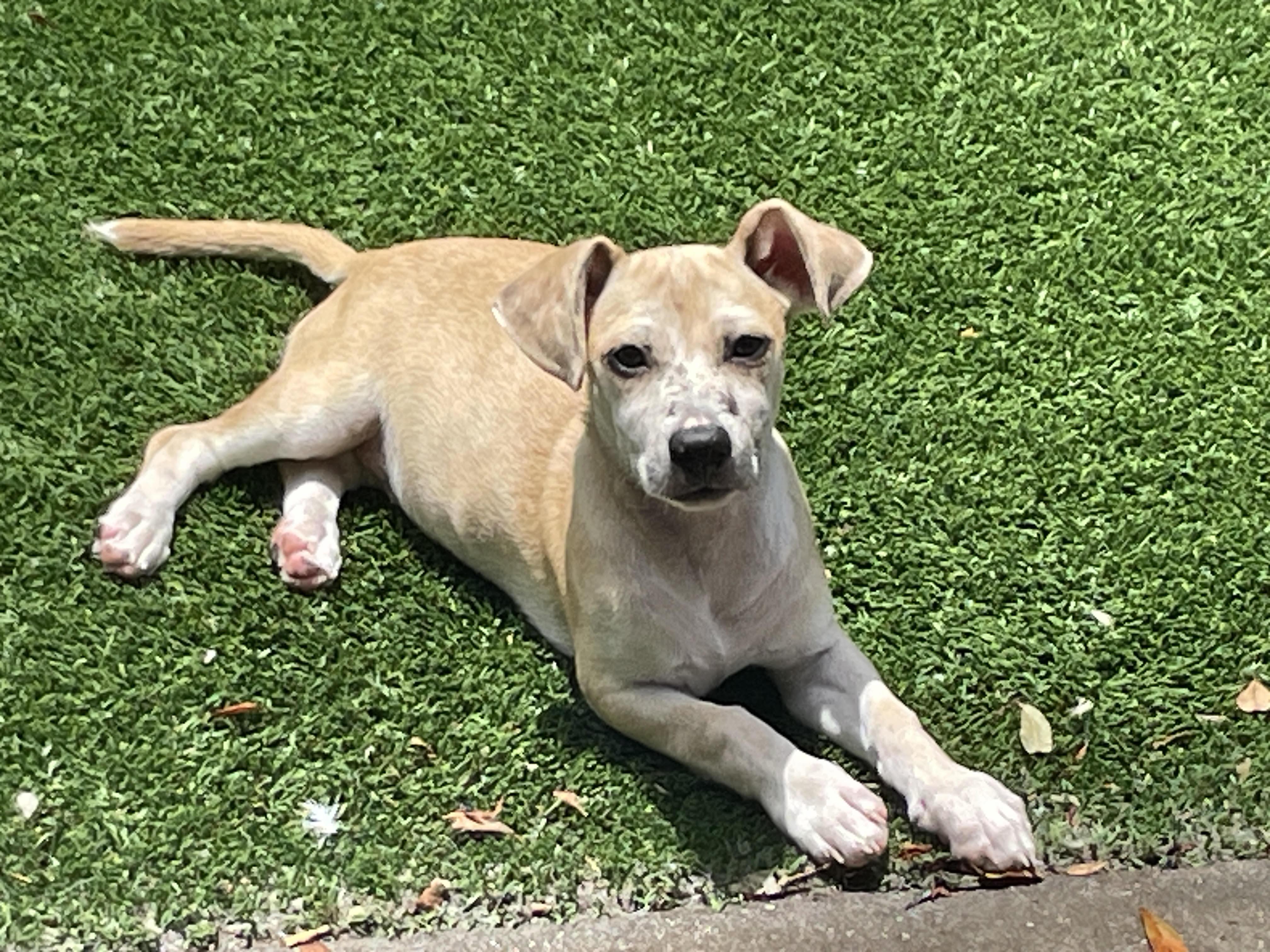 Freckle Nose, an adoptable Chiweenie in Sarasota, FL, 34239 | Photo Image 1