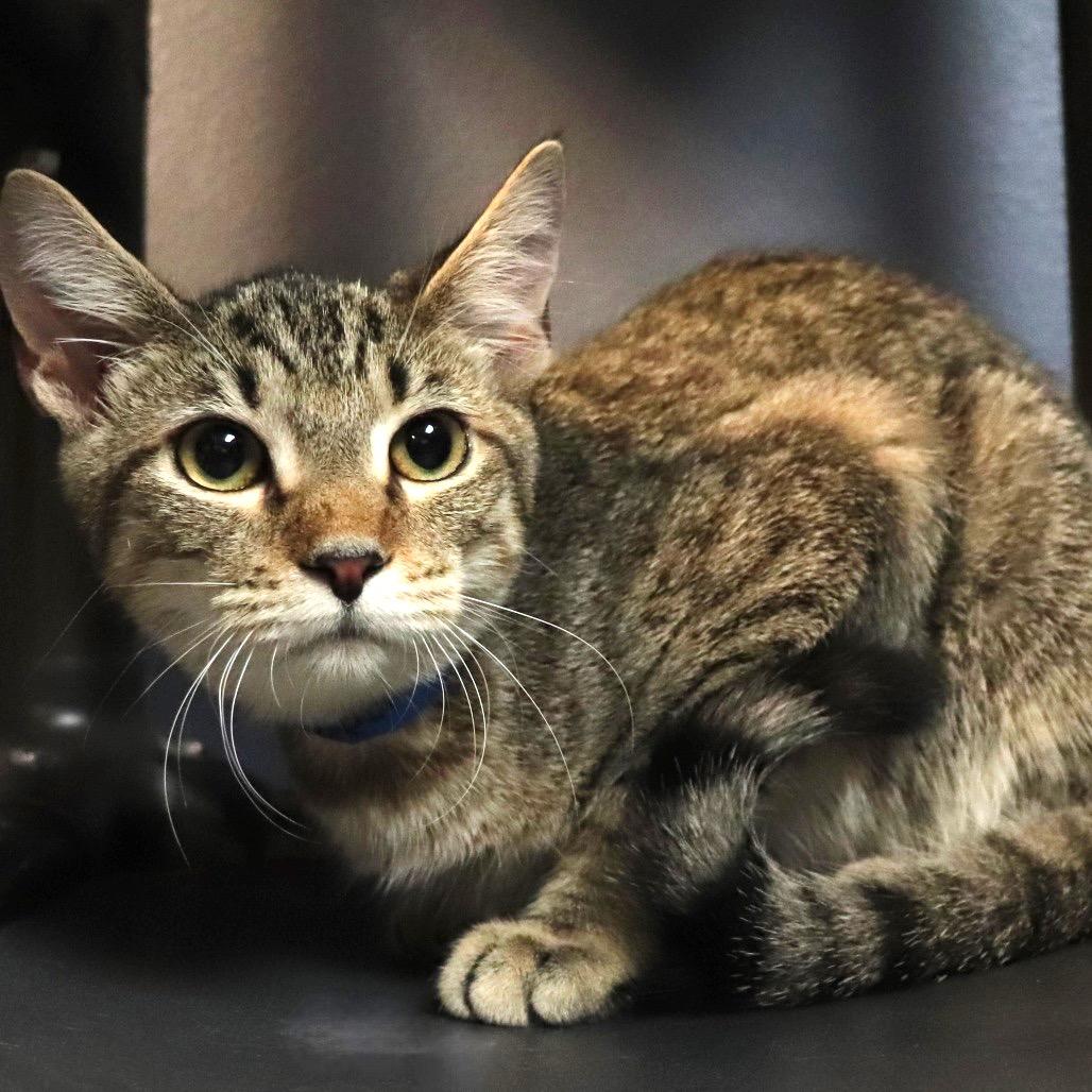 Pepperoni, Adoptable, Kitten Male Domestic Short Hair.