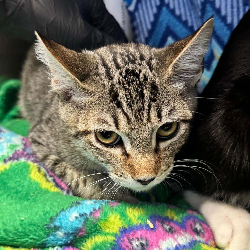 Enlarge Pepperoni, a Adoptable Domestic Short Hair in Lakeland, FL image 2/3