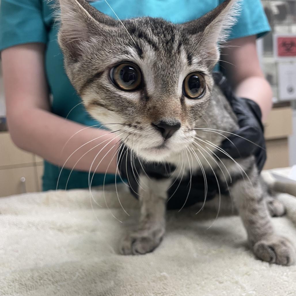 Enlarge Pepperoni, a Adoptable Domestic Short Hair in Lakeland, FL image 3/3
