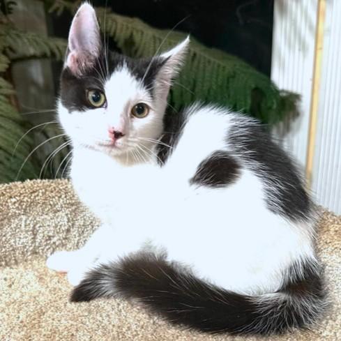 PLAYFUL PANDA!, a Adoptable mixed breed in Danbury, CT image 2/6