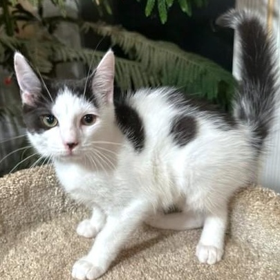 PLAYFUL PANDA!, Adoptable, Kitten Female Turkish Van & Turkish Angora.