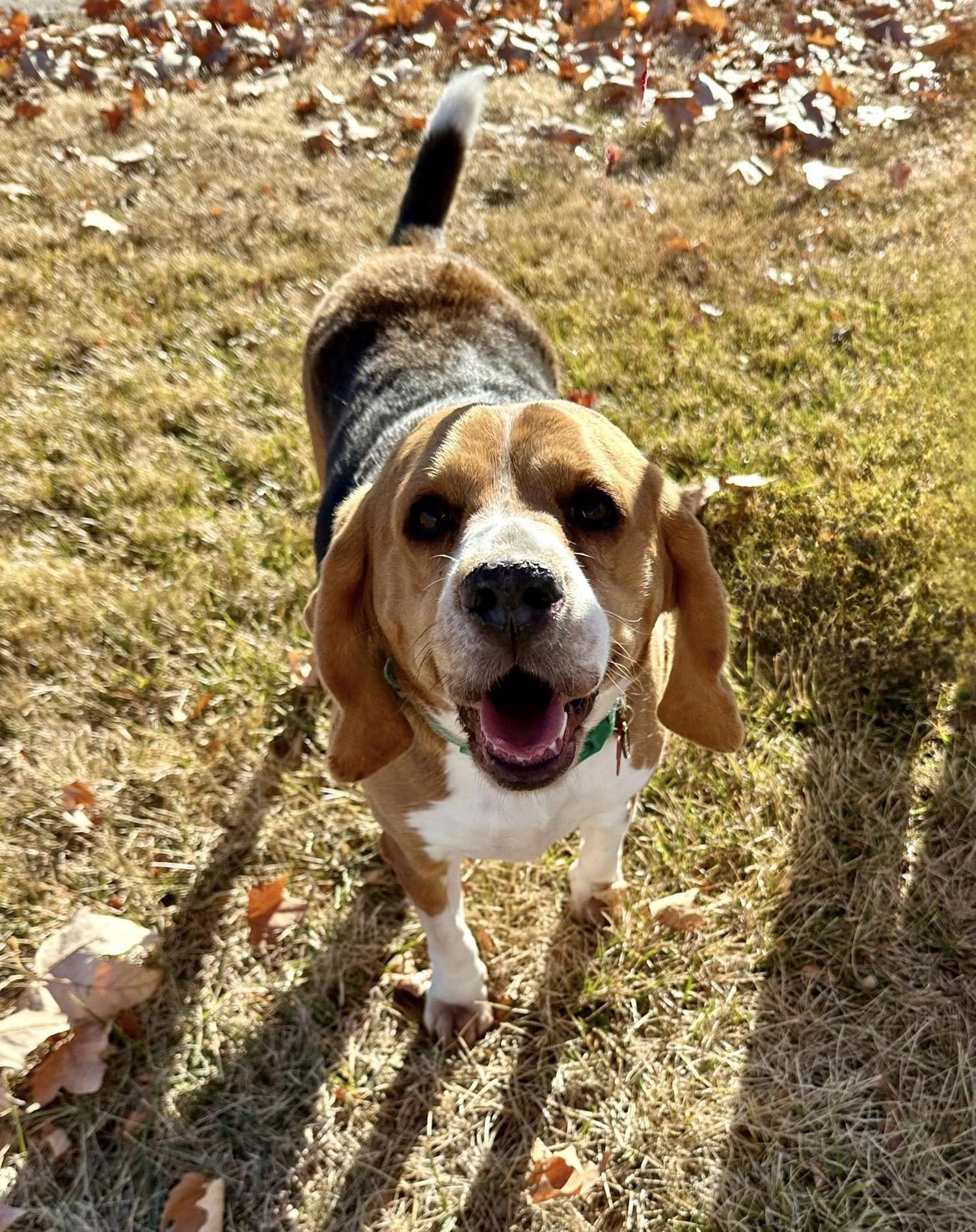 Baylee, ADOPTABLE, Adult Female Beagle.