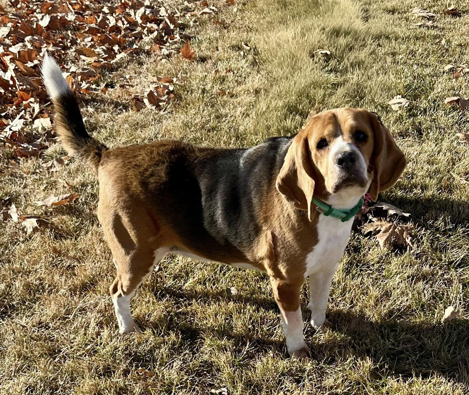 Enlarge Baylee, an adopted Beagle in Albuquerque, NM image 2/2