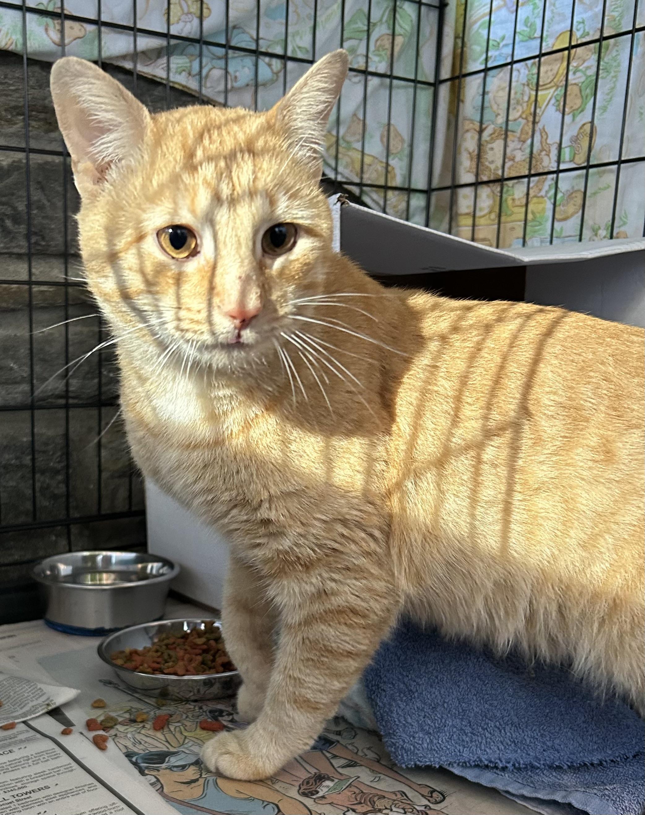 Enlarge Juice, a Adoptable mixed breed in Havertown, PA image 1/6