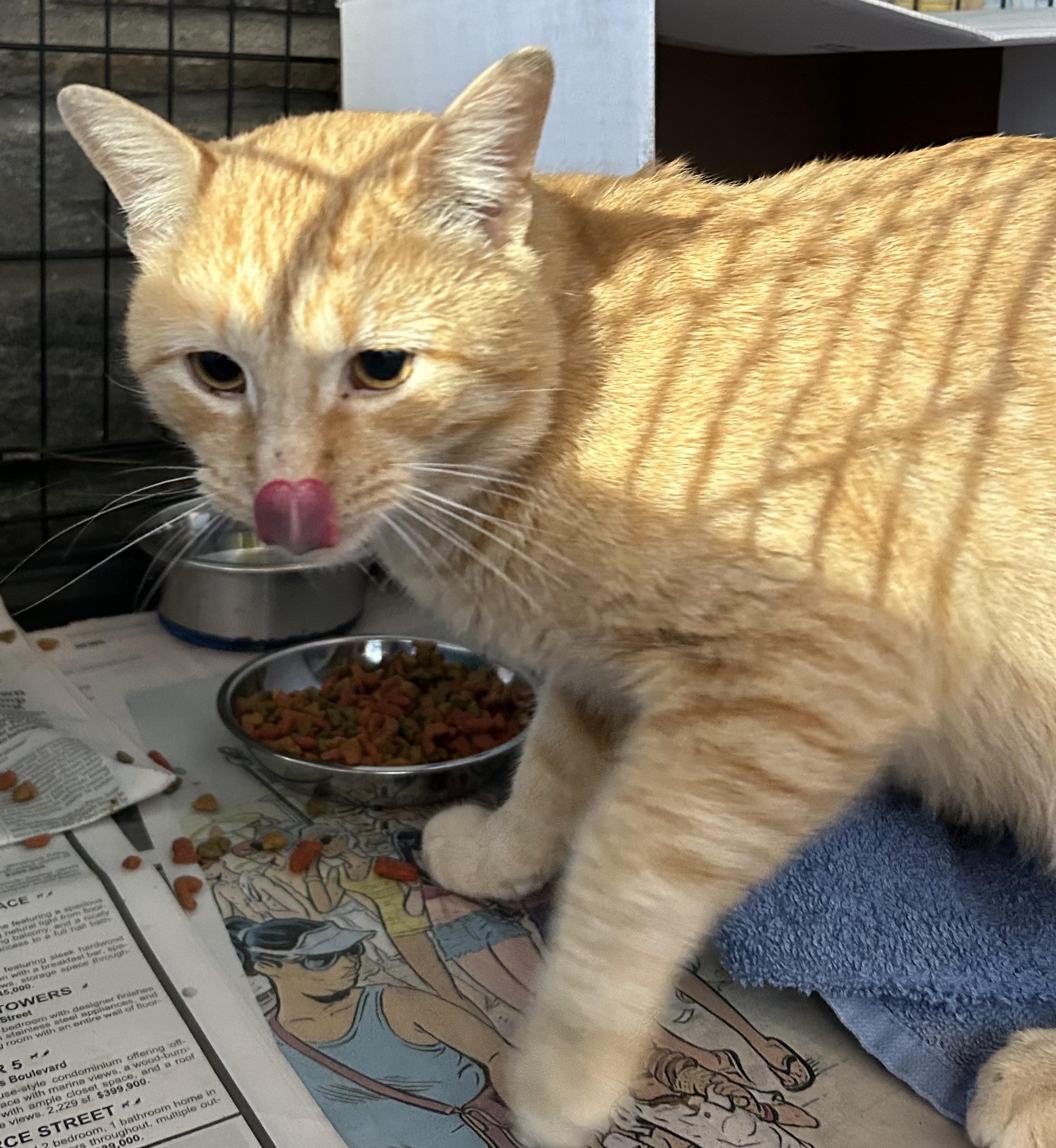 Enlarge Juice, a Adoptable mixed breed in Havertown, PA image 2/6