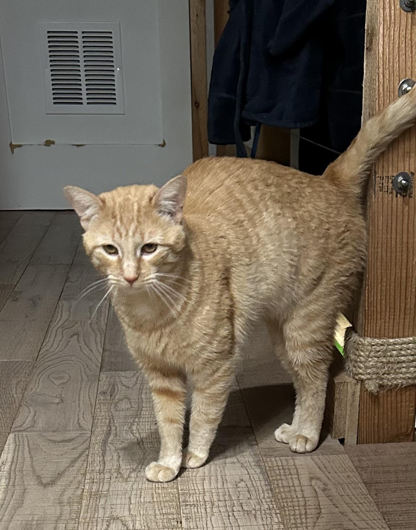 Enlarge Juice, a Adoptable mixed breed in Havertown, PA image 3/6