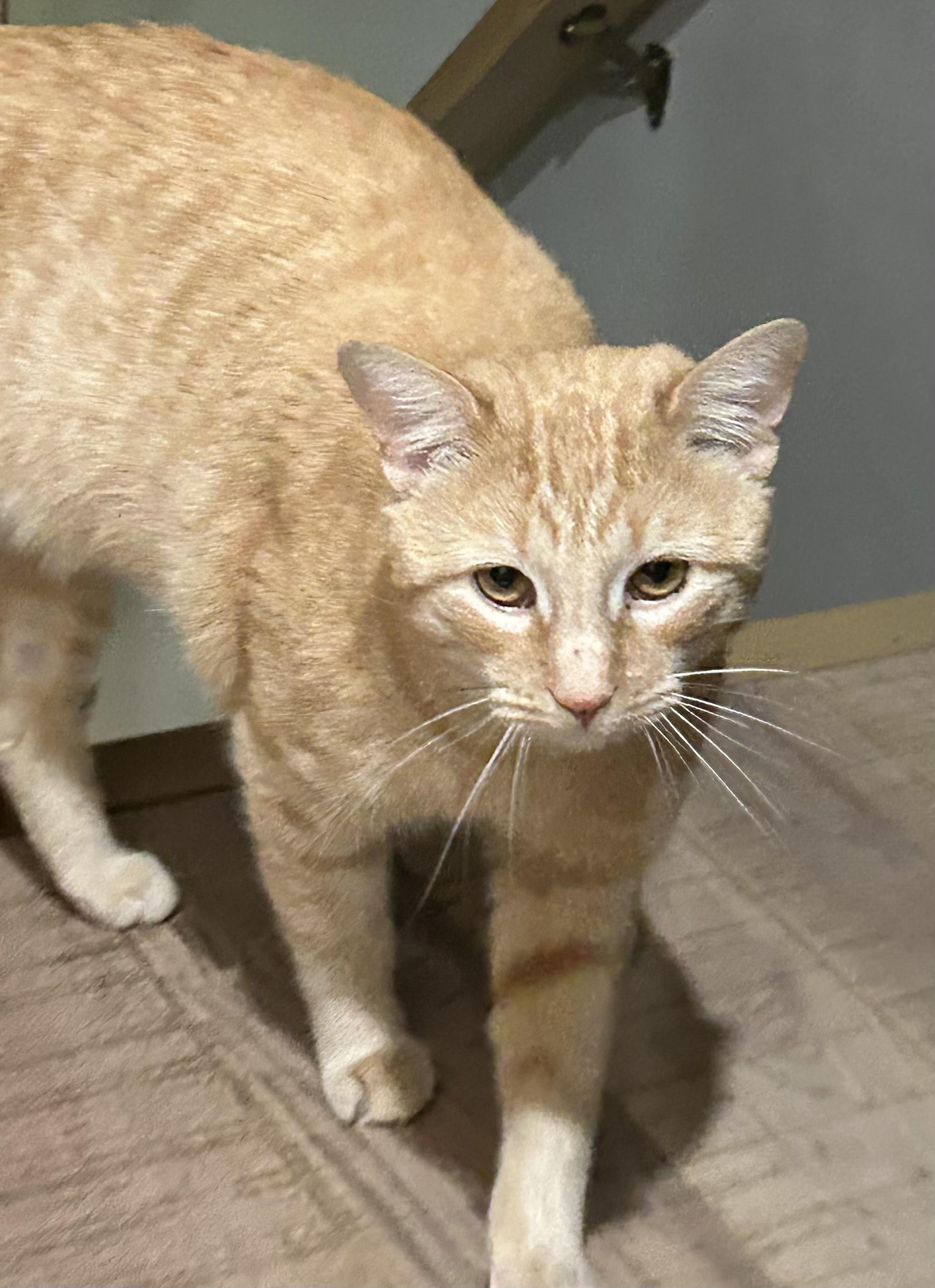 Enlarge Juice, a Adoptable mixed breed in Havertown, PA image 4/6