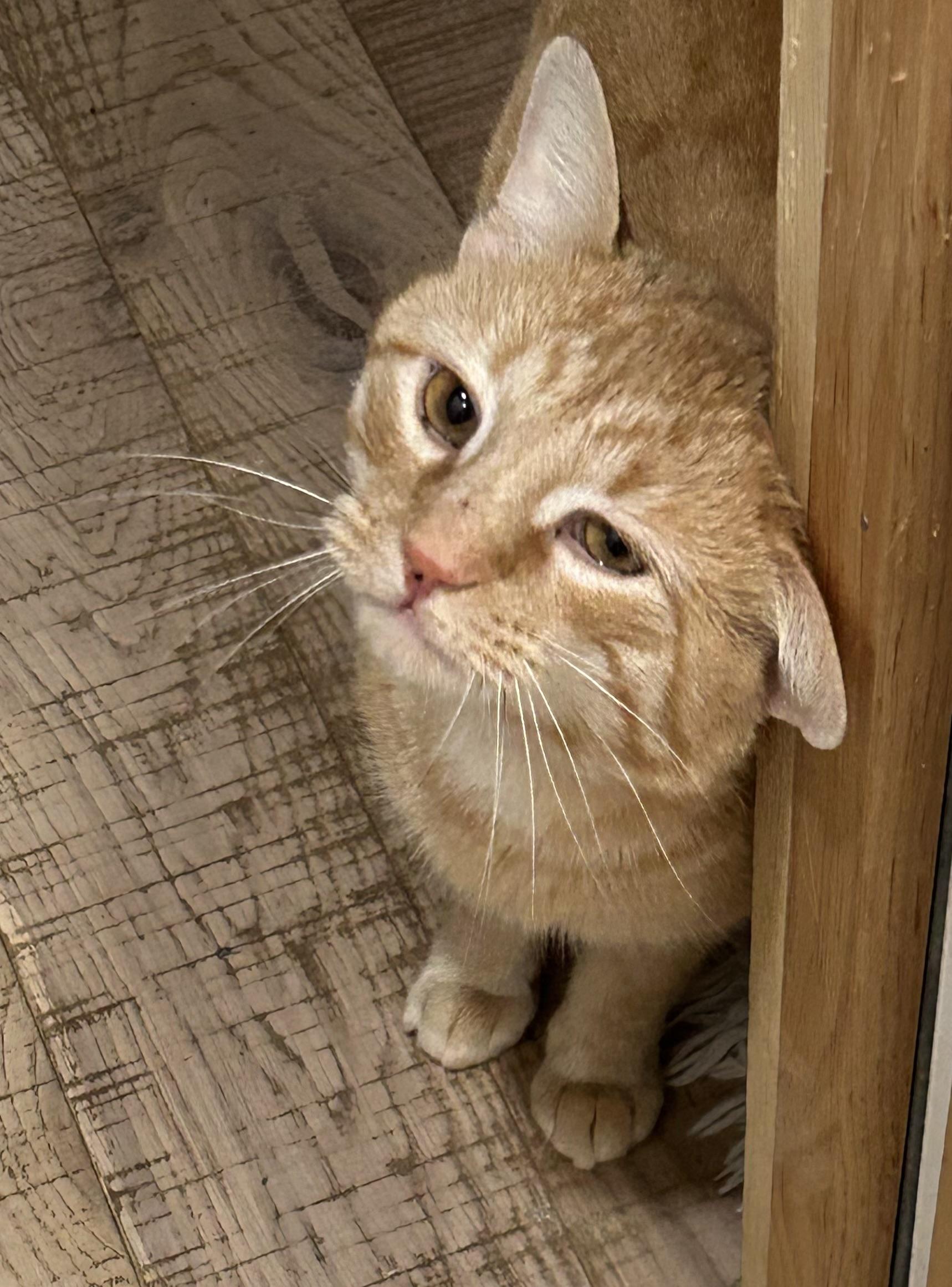 Enlarge Juice, a Adoptable mixed breed in Havertown, PA image 5/6