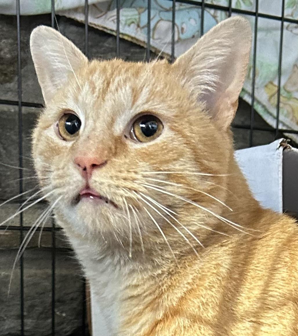 Juice, Adoptable, Adult Male Domestic Short Hair.