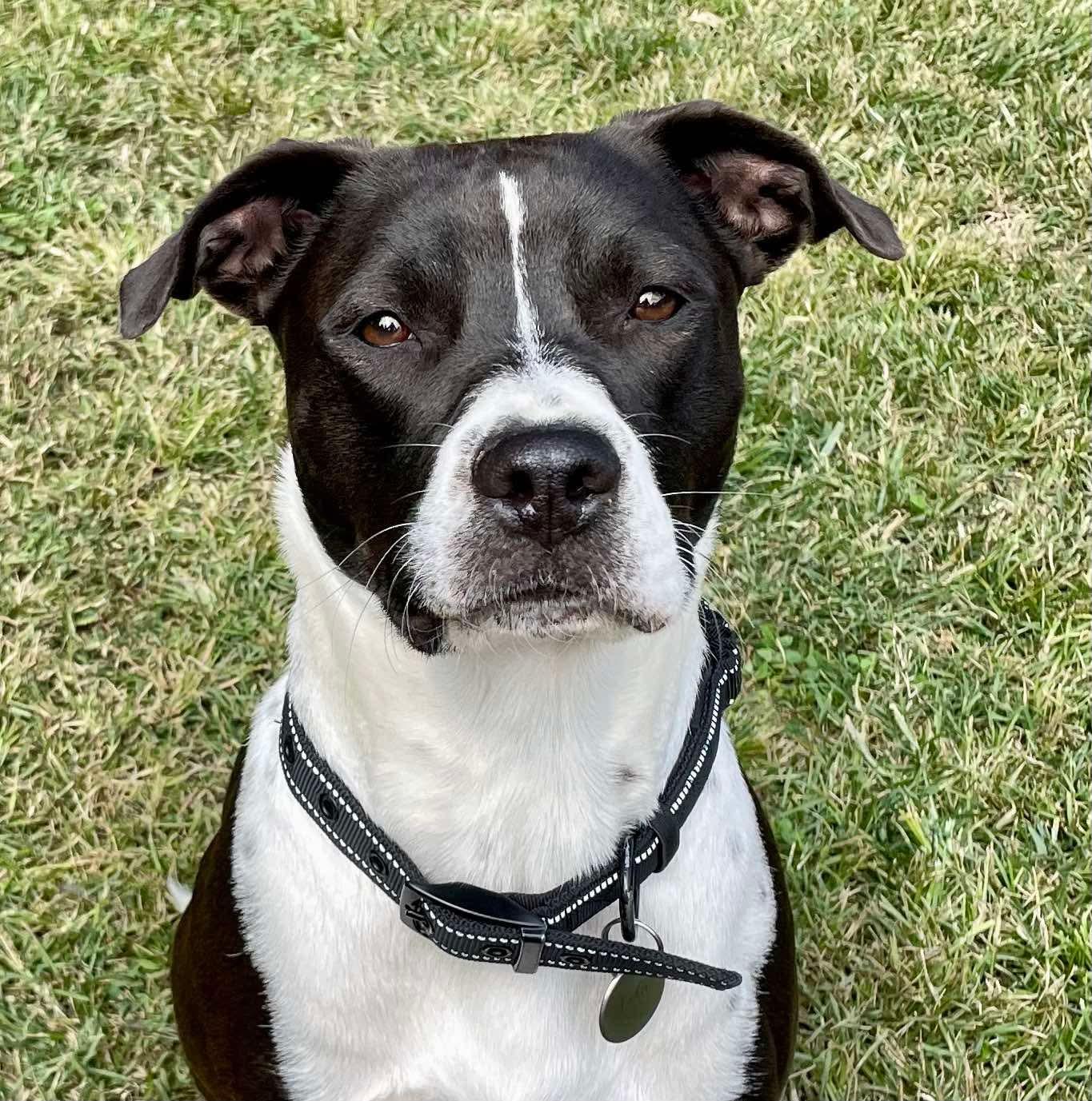 Lola, Adopted, Young Female Pit Bull Terrier.