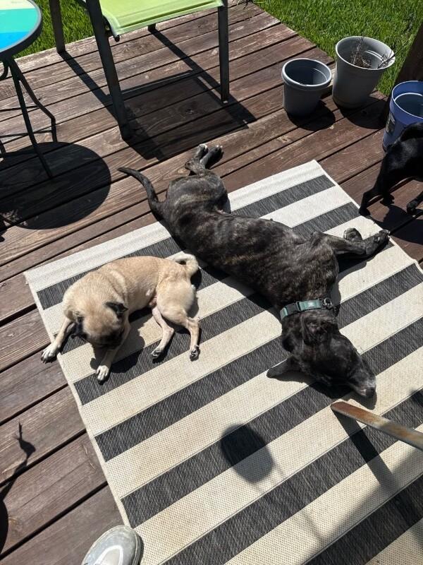 Maddie the Love Magnet, Adoptable, Adult Female Pit Bull Terrier & Plott Hound.