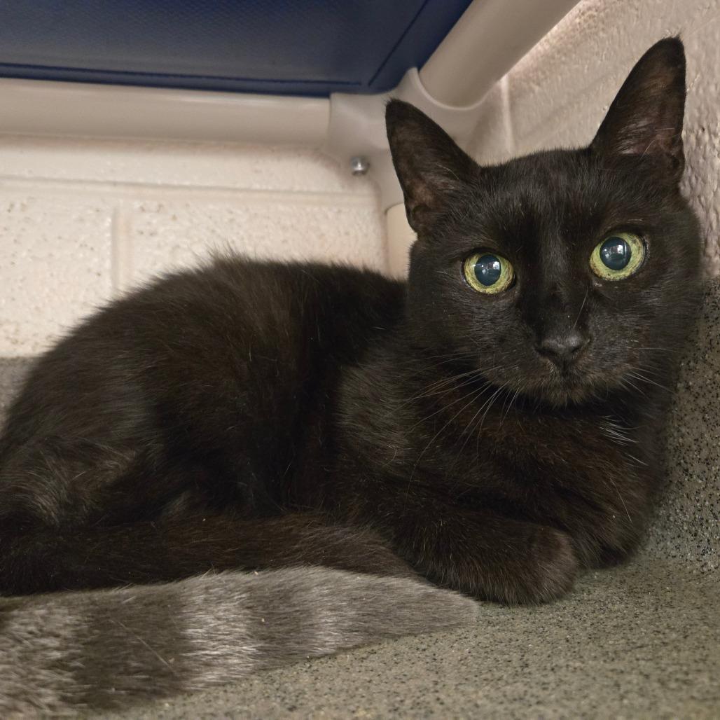 Cece, Adoptable, Senior Female Domestic Short Hair.