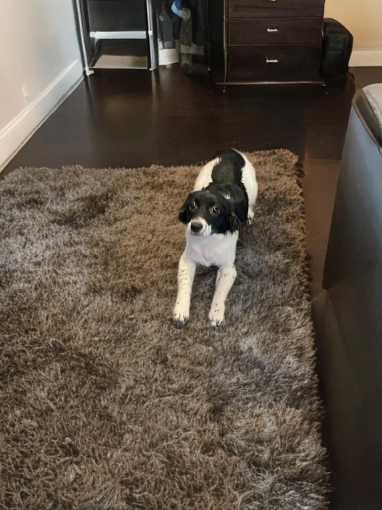 Enlarge Mini, a Adopted Spaniel in San Antonio, TX image 2/4