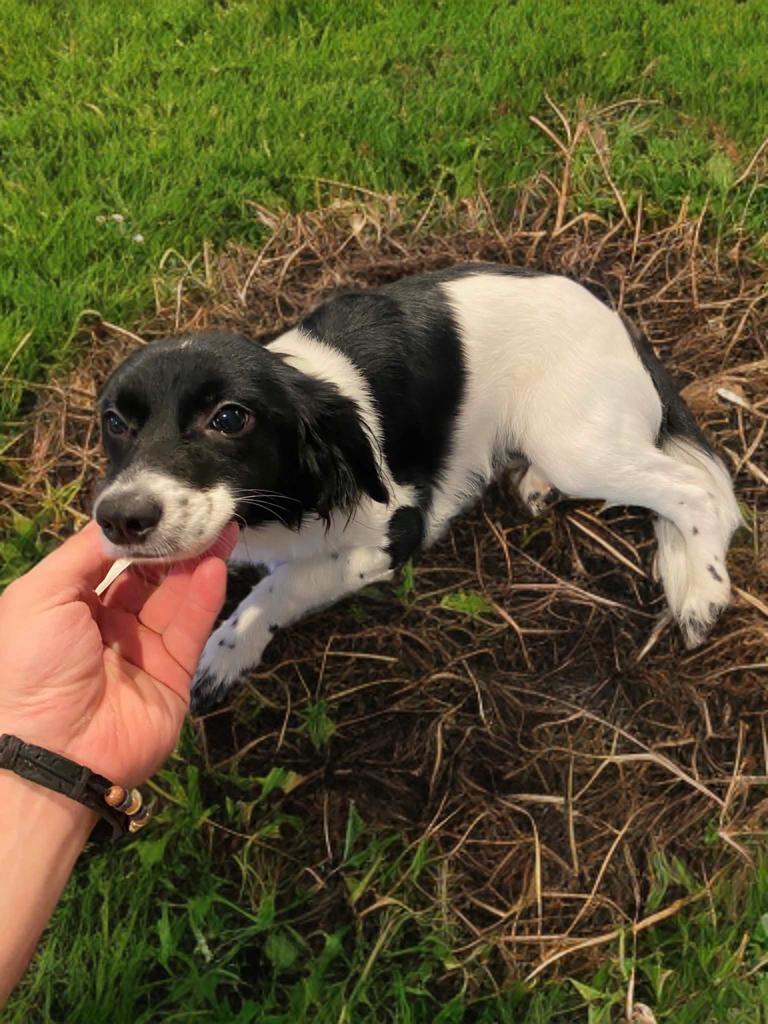 Enlarge Mini, a Adopted Spaniel in San Antonio, TX image 4/4