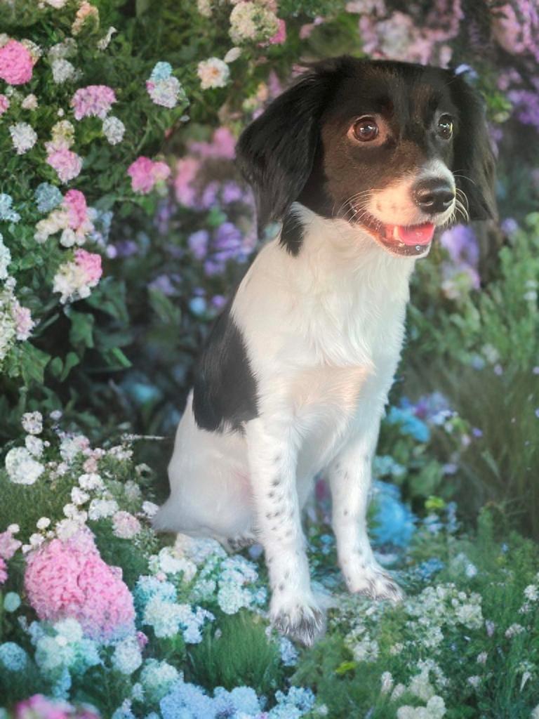 Enlarge Mini, a Adopted Spaniel in San Antonio, TX image 1/4