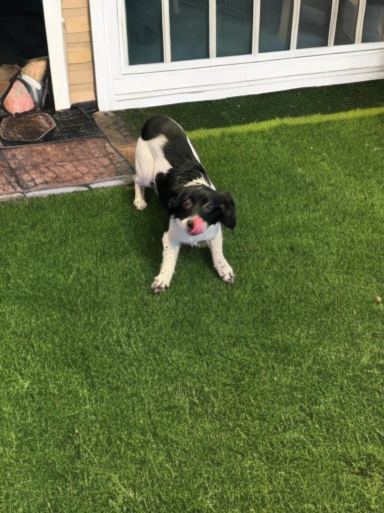 Enlarge Mini, a Adopted Spaniel in San Antonio, TX image 3/4
