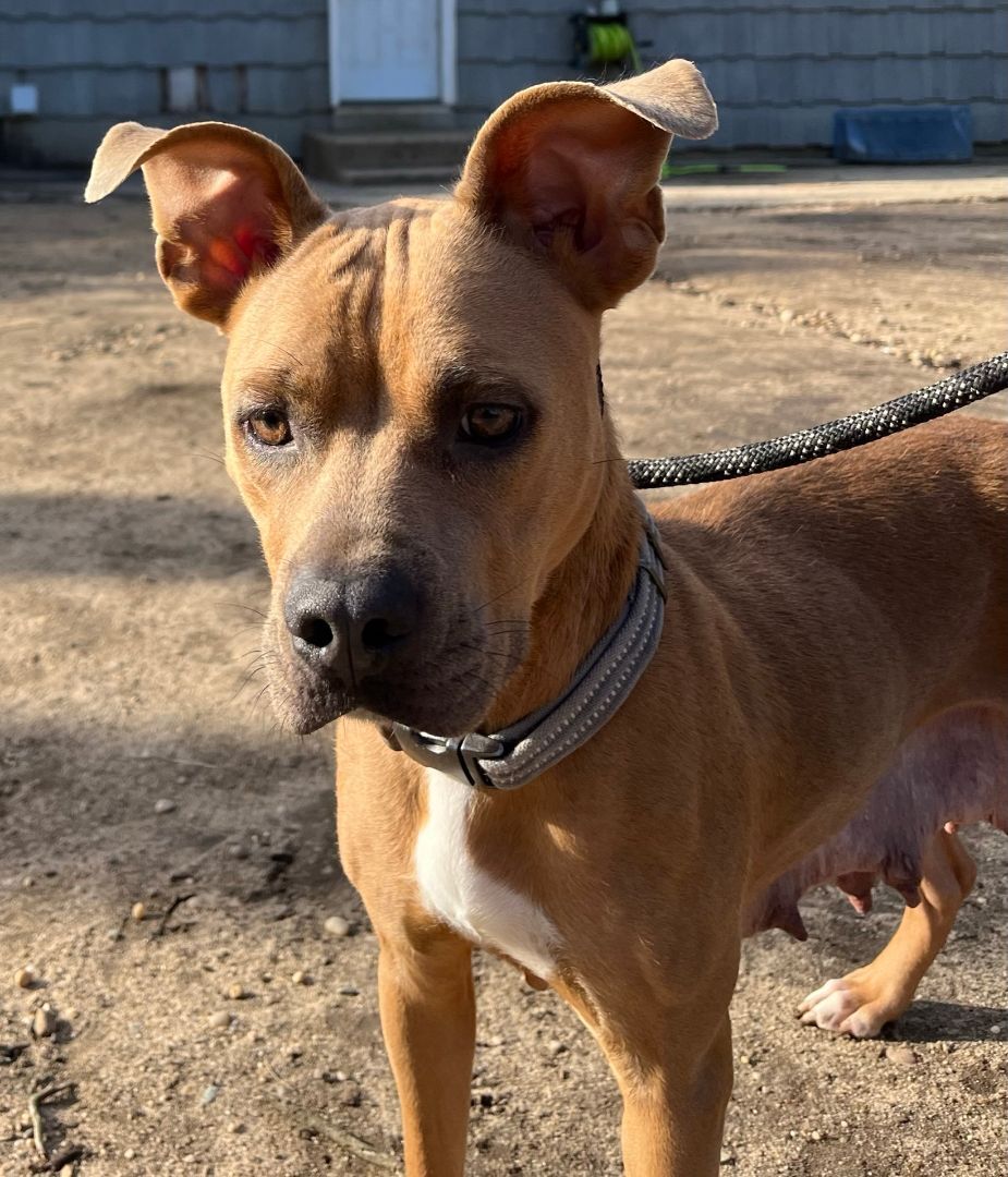 Enlarge Ebony, a Adoptable Pit Bull Terrier in Lindenhurst, NY image 4/4