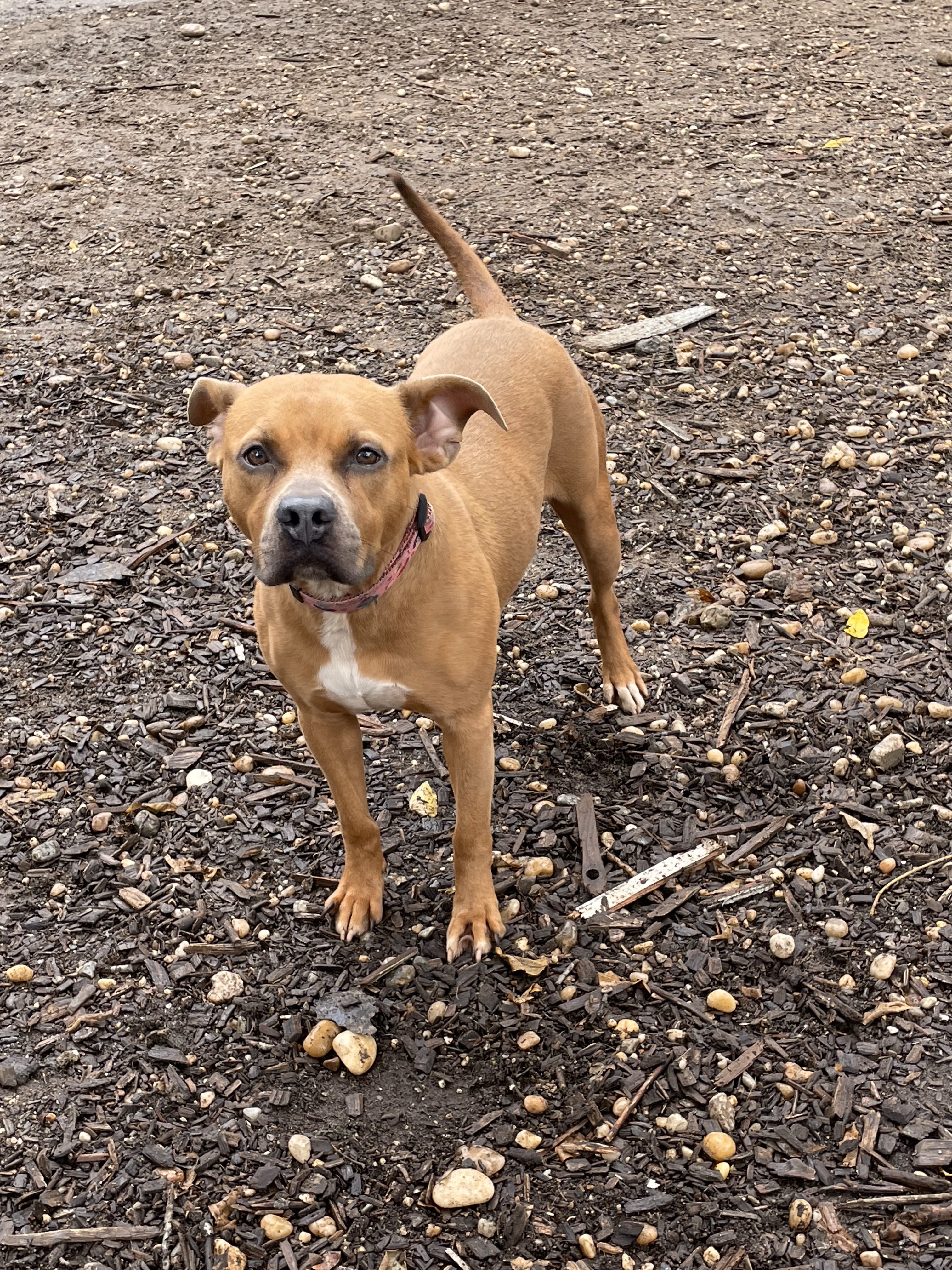 Enlarge Ebony, a Adoptable Pit Bull Terrier in Lindenhurst, NY image 3/4