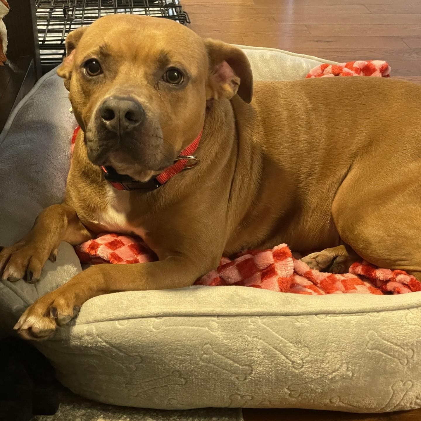 Enlarge Ebony, a Adoptable Pit Bull Terrier in Lindenhurst, NY image 1/4