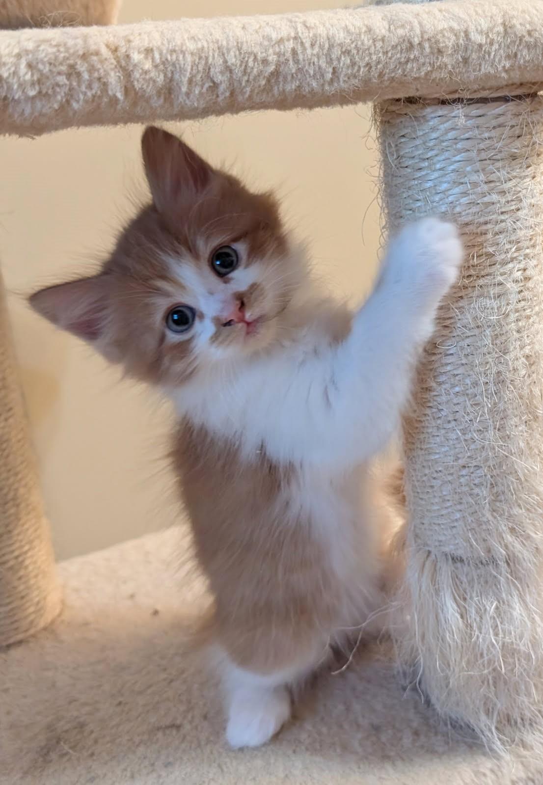 Astro      (Bonded to Moonbeam)
