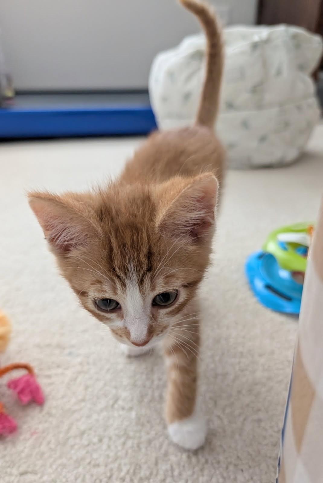 Astro      (Bonded to Moonbeam)