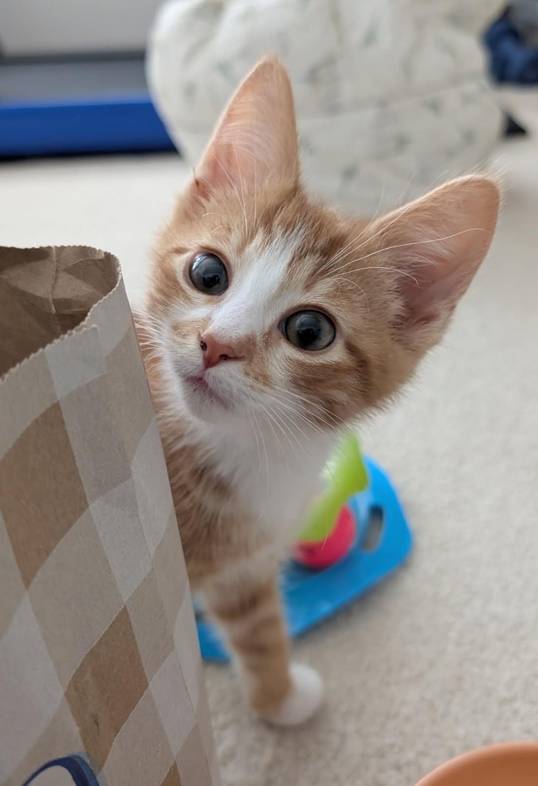 Astro      (Bonded to Moonbeam)