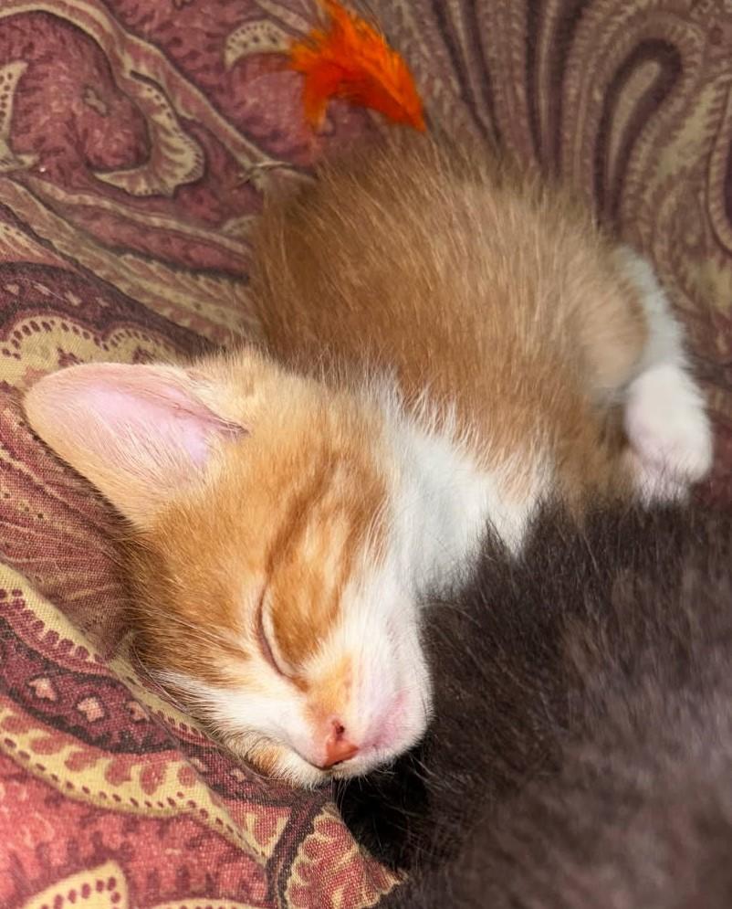 Astro      (Bonded to Moonbeam)