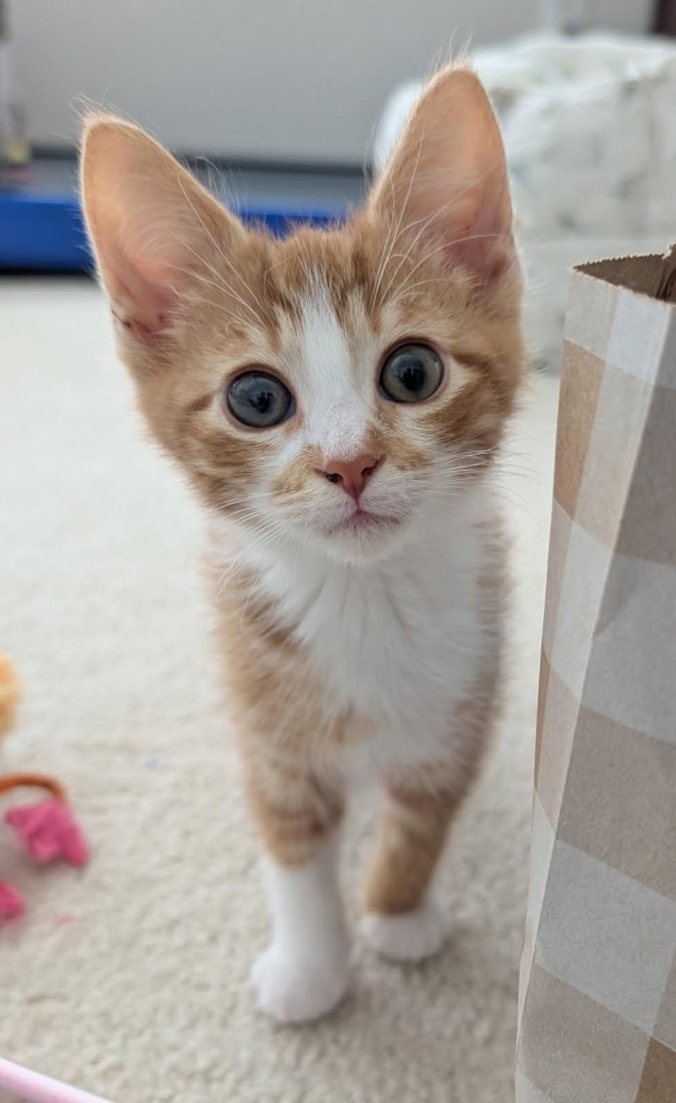 Astro      (Bonded to Moonbeam)