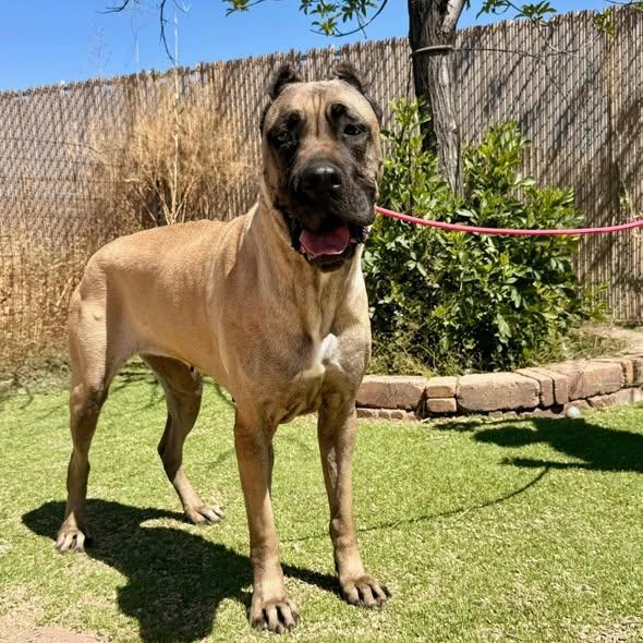 Daphne 2 - I was adopted!, Adoptable, Young Female Cane Corso.