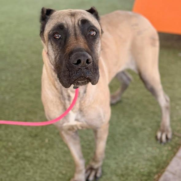 Enlarge Daphne 2 - I was adopted!, a Adoptable Cane Corso in Glendale, AZ image 2/2