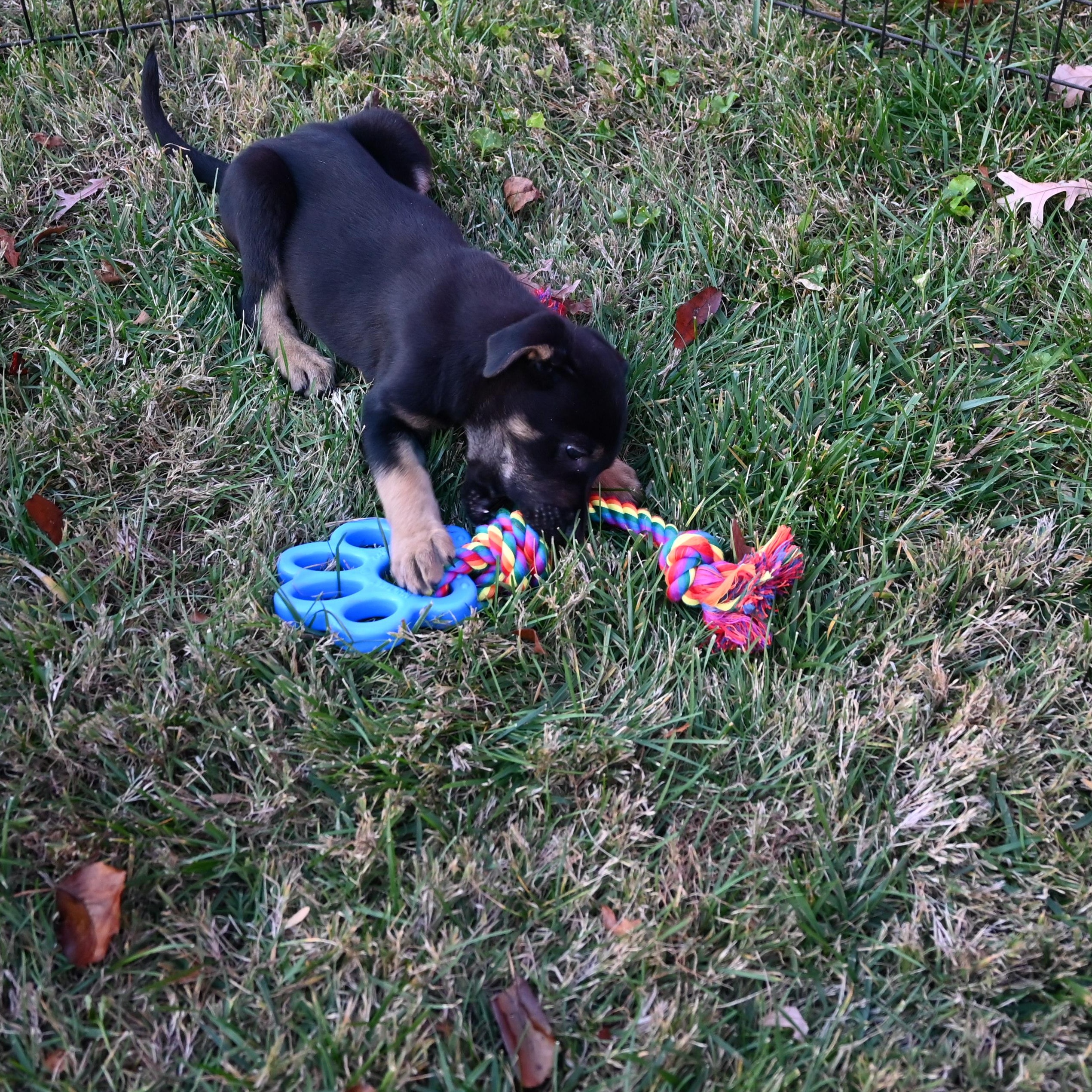 Enlarge Gingersnap, a ADOPTABLE mixed breed in Goshen, KY image 1/4