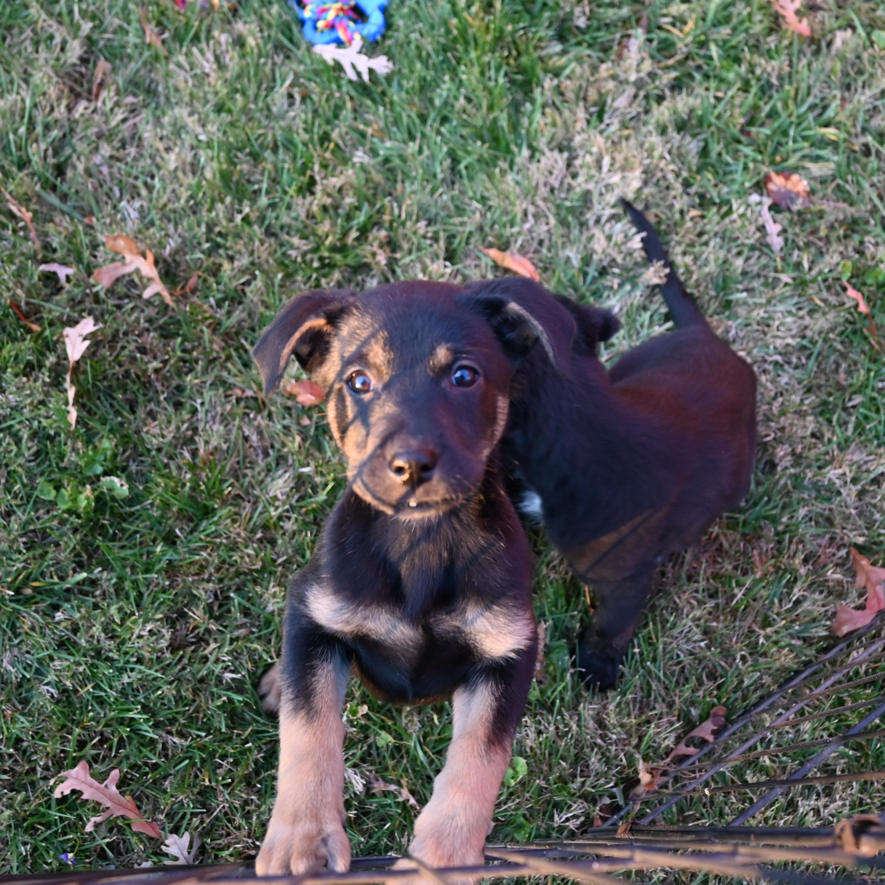 Enlarge Gingersnap, a ADOPTABLE mixed breed in Goshen, KY image 2/4