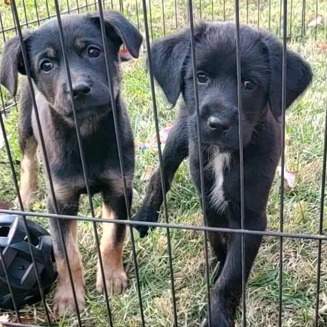 Enlarge Gingersnap, a ADOPTABLE mixed breed in Goshen, KY image 3/4