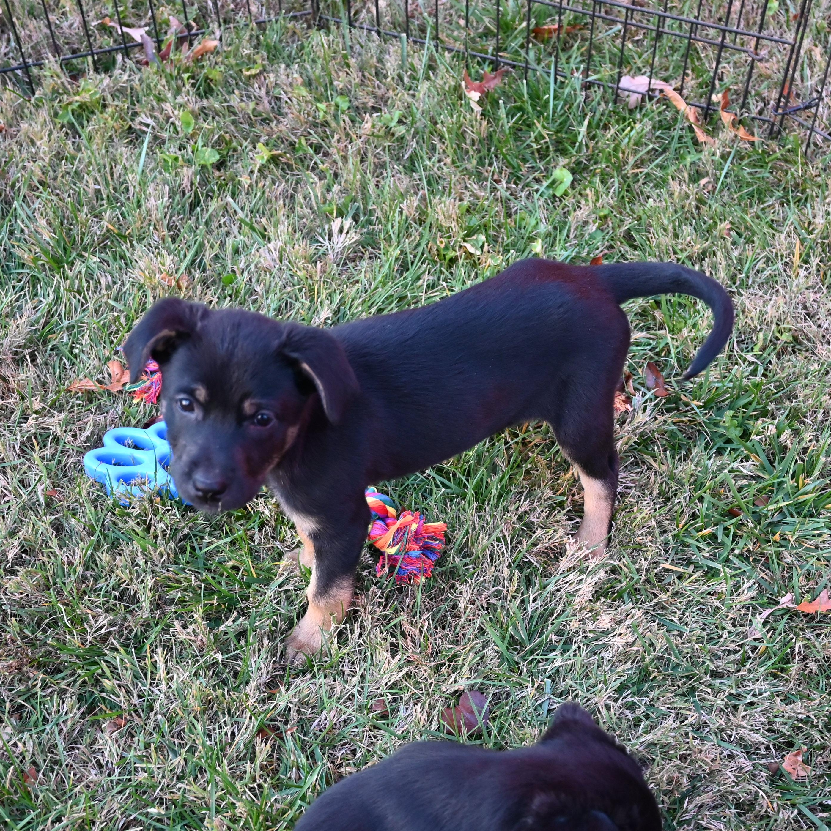 Enlarge Gingersnap, a ADOPTABLE mixed breed in Goshen, KY image 4/4