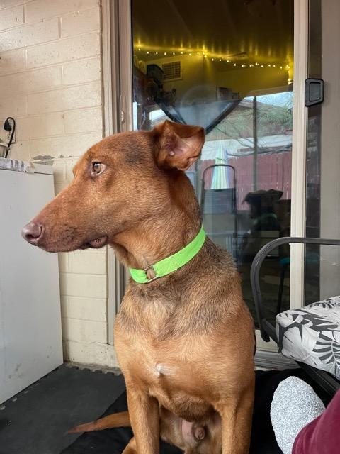 Perry, Adoptable, Adult Male Vizsla.