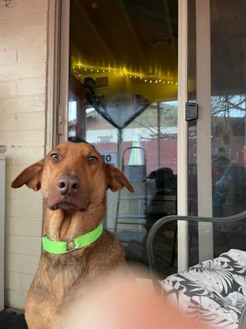 Enlarge Perry, a Adoptable mixed breed in Tucson, AZ image 3/4