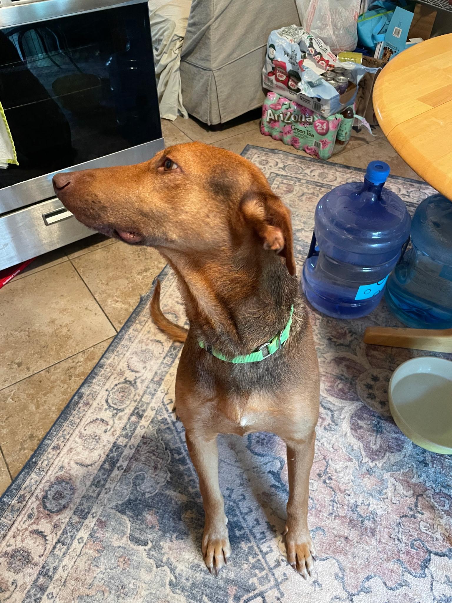 Perry, a Adoptable mixed breed in Tucson, AZ image 3/4